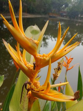 Heliconia psittacorum flowers on botanical garden. False bird of paradise blossom in nature. Closeup parrot flower.  clipart