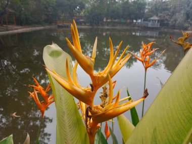 Botanik bahçesindeki Heliconia Psittacorum çiçekleri. Doğada çiçek açan sahte cennet kuşu. Kapalı papağan çiçeği.. 