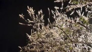 Prunus americana çiçekleri geceleri akıyor. Karanlık bir akşamda Vahşi Erik Ağacı 'nın bitkisi. Amerikan erik bitkisi video görüntüleri. 