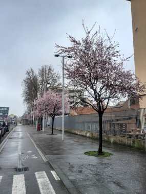 Parma, İtalya - 12 Mart 2025: Şehrin yol kenarında yaban eriği ağaçları. Prunus americana çiçekleri Parma, İtalya 'da güzellik