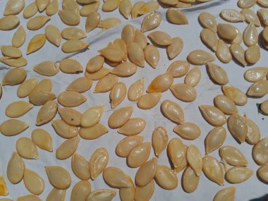 Beyaz arka planda kabak tohumları. Balkabağı sebze tohumları. Sağlıklı besin maddeleri. 