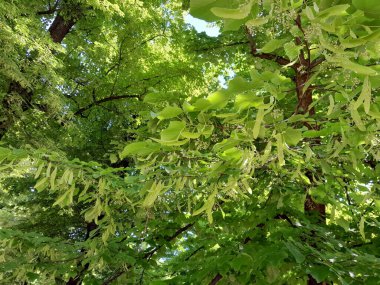Tilia Miqueliana 'nın yaprakları ve çiçekleri. Yeşil doğa dokusu arkaplanı.  