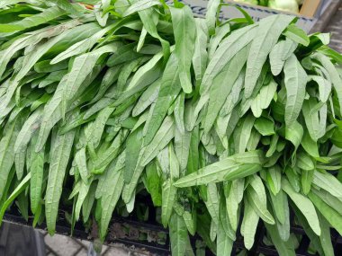 Su ıspanağı yeşili sebze. Kangkung sağlıklı besleyici sebze yemeği. Ipomoea aquatica bir yarı su bitkisidir. Çin kangkung 'u veya Çin ıspanağı. 