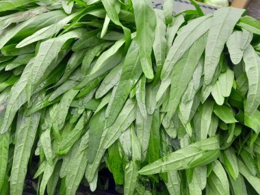 Su ıspanağı yeşili sebze. Kangkung sağlıklı besleyici sebze yemeği. Ipomoea aquatica bir yarı su bitkisidir. Çin kangkung 'u veya Çin ıspanağı. 