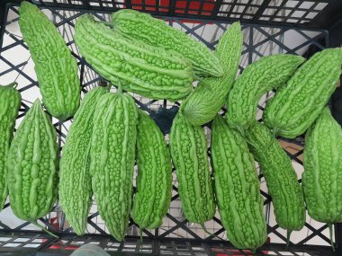 Çin acı kavunu sebzesi. Sağlıklı besleyici çiğ yemek, sert kavun. Çin yeşil kavunu sebzesi.. 