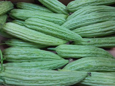 Çin acı kavunu sebzesi. Sağlıklı besleyici çiğ yemek, sert kavun. Çin küçük kavunu..