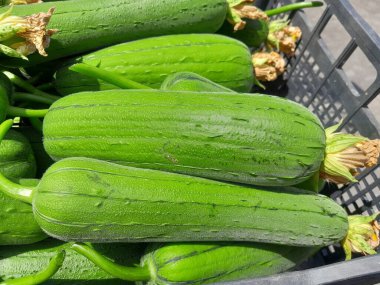 Sünger kabak sebzesi. Sağlıklı, çiğ besin süngeri. Çin sünger kabağı sebzesi.. 