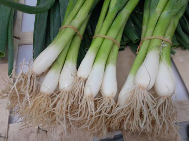 Taze soğan ya da taze soğan yaprakları çiğ sebze salatası. Mutfak sebzesi yeşil soğan