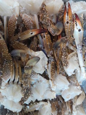 Bir süpermarkette Chesapeake mavi yengeci. Chesapeake Mavi Yengeç Deniz Ürünleri.