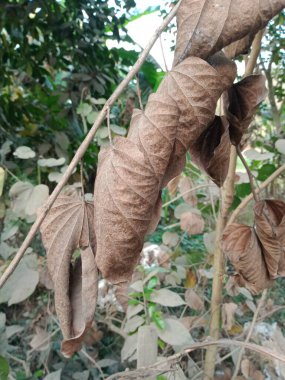 Bauhinia Varyete Bitkisi 'nin kuru yaprakları. Doğada kuru yapraklar. 
