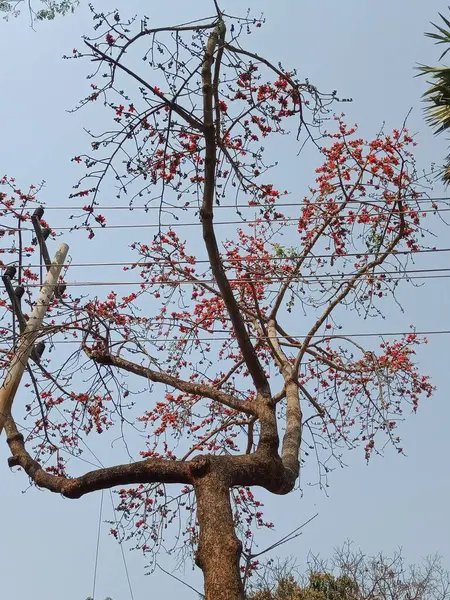 İpek pamuk ağacı ve çiçekler doğada. Köyde İpek Pamuk Ağacı 'nın çiçek ve dalları.