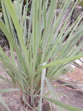 Limon yeşili yapraklar. Limon çimi sebzesi. Limon otu aromatik, aşçı ve sağlıklı malzemeler olarak faydalandı..