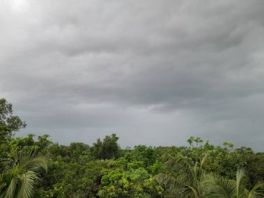 Muson ikliminde yeşil doğa. Hindistan cevizi ağaçları ve orman Bangladeş 'te güzellik eker. 