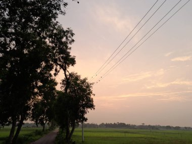 Elektrik kablolarındaki kuşlar ve Bangladeş 'teki doğa köyündeki ağaç siluetleri. Akşam kuşları.. 