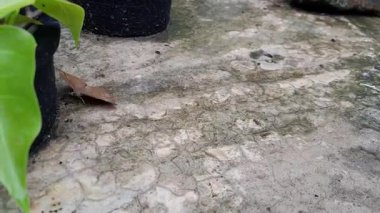 Bonsai bitkisinin çatısındaki Kelebek Çikolatalı.. 