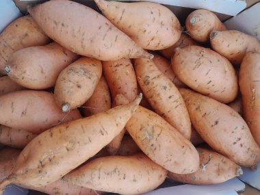 Cilembu Tatlı Patatesler sağlıklı besleyici çiğ yiyecekler. Tatlı patates kökü taze yiyecek.. 