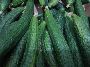 Japon Uzun Salatalı Taze Sebze. Çin uzun yeşil salatalık diyet sebzesi. 