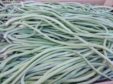 Otuz metrelik sebzeler. Uzun fasulye sebzeleri. Sağlıklı besin sebzesi.  