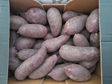 Mor tatlı patates, çiğ kök, sebze, izole edilmiş arka plan. Sağlıklı besleyici tatlı patatesler.  