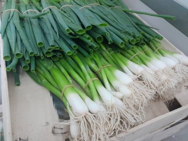 Yeşil soğan soğanı, çiğ sebze yemeği. Taze Soğan Sebze. 