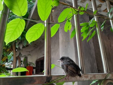 Balkonda Madhumalti Creeper yapraklı kırmızı bülbül kuşu.. 