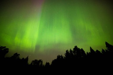 Kuzey ışıkları ormanın üzerinde. Yüksek kalite fotoğraf