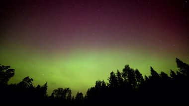 Polonya semalarında muhteşem kuzey ışıkları aurora borealis. Orman üzerinde jeomanyetik fırtına. Yüksek kalite 4k görüntü