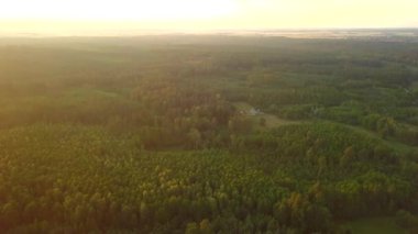 Orman altın ışıkta - hava manzaralı. Yukarıdan Polonya manzarası. Yüksek kalite 4k görüntü