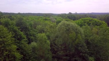 Yeşil yaz ormanı ile 4k drone görüntüsü. Yüksek kalite 4k görüntü