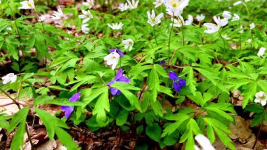 Polonya 'nın bahar ormanlarında kır çiçekleri. Yüksek kalite 4k görüntü