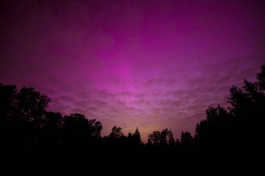 Ormanın üzerinde güçlü kuzey ışıkları. Jeomanyetik fırtına ve gece manzarası. Yüksek kalite fotoğraf