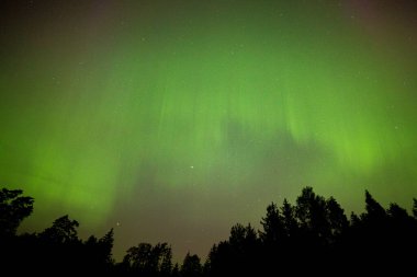 Ormanın üzerinde güçlü kuzey ışıkları. Jeomanyetik fırtına ve gece manzarası. Yüksek kalite fotoğraf