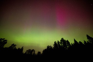 Ormanın üzerinde güçlü kuzey ışıkları. Jeomanyetik fırtına ve gece manzarası. Yüksek kalite fotoğraf