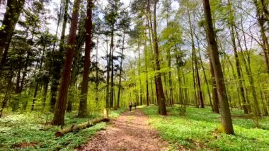 Polonya 'da ilkbahar ormanı. Yoldan geçen insanlar. Yüksek kalite 4k görüntü