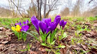 Bahar bahçesinde yetişen timsahlar. Yüksek kalite 4k görüntü