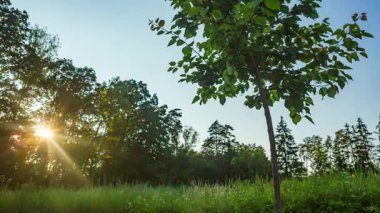 Ormanda gün batımı - hareket kontrollü zaman atlaması. Yüksek kalite 4k görüntü