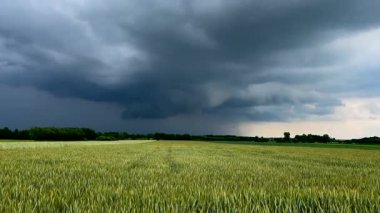 Yaz yeşil tarlasında fırtına bulutları. Polonya manzarası. Yüksek kalite 4k görüntü