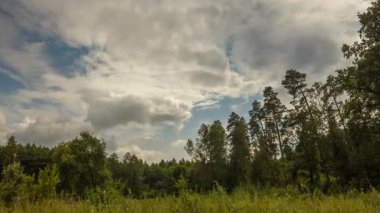 Ormandaki çayırların üzerinde fırtınalı bir gökyüzü. Yüksek kalite 4k görüntü