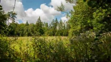 Vahşi orman manzarasında sakin bir akşam. Yüksek kalite 4k görüntü