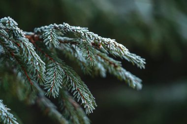 Donmuş, yemyeşil dalların büyüleyici bir yakınlaşması, kışların dingin güzelliğini güzel bir şekilde yansıtıyor.