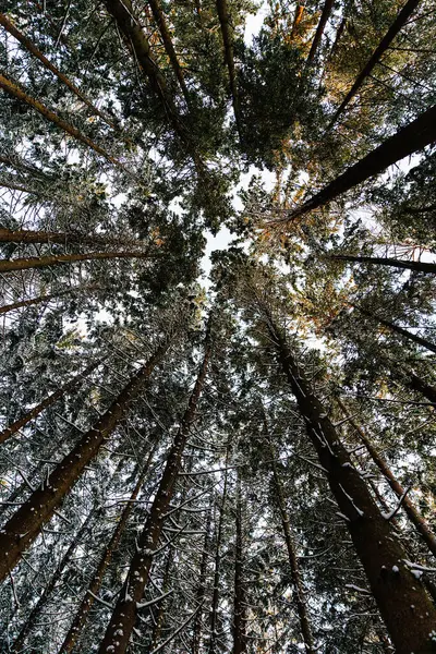 Yukarıya bakan bir manzara, taze beyaz karla kaplanmış yüksek çam ağaçlarını ön plana çıkarıyor ve sakin bir atmosfer yaratıyor.