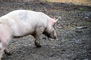 Pink pig on a farm with mud and dirt floor walking and eating