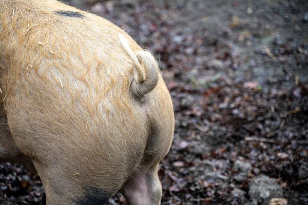 Curled tail of a pink pig on a farm with a mud and dirt floor