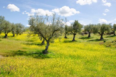 İlkbaharda zeytin ağaçları olan Castilla kırsalında, sarı çiçekler, güneş, mavi gökyüzü