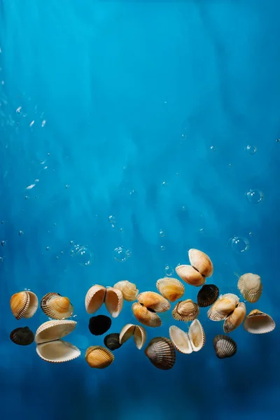 浅蓝色海浪和气泡海水中美丽的不同双壳海贝壳的采集 图库照片