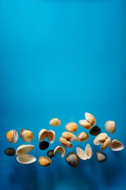 Parlak mavi okyanus suyundaki farklı bivalf kabukları koleksiyonu. 