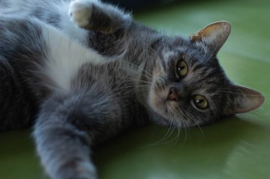 Yeşil gözlü gri kedi yeşil bir masada yatıyor.