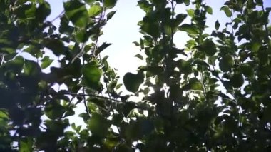 Güneş ışınları çalıların arasından geçer, Ukrayna