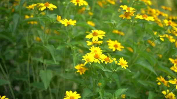 Жовті Квіти Поле Жовтими Квітами — стокове відео