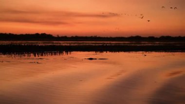 Sarı suda alacakaranlık, Kakadu Ulusal Parkı, Kuzey Toprakları, Avustralya